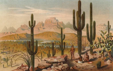 Cacti in the mountains of Utah, USA